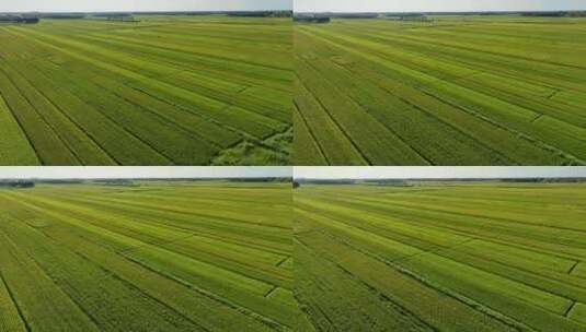 东北嫩江平原即将成熟的水稻田4K航拍高清在线视频素材下载