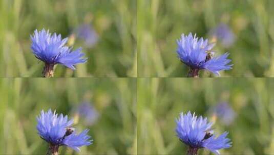 蜜蜂给花授粉高清在线视频素材下载