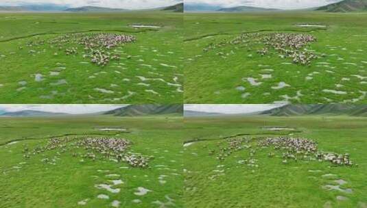 航拍新疆草原天然牧场羊群高清在线视频素材下载