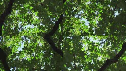 旋转的树木天空大自然植物绿叶高清在线视频素材下载