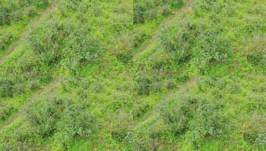 野茶茶山茶田茶树近景航拍环绕高清在线视频素材下载