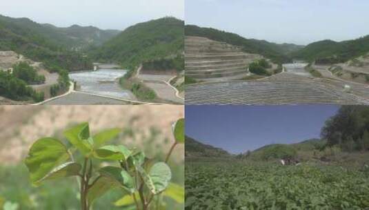 红薯种植高清在线视频素材下载