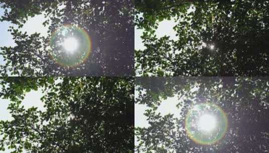 树林阳光穿透树叶风吹森林中穿行树丛大自然高清在线视频素材下载