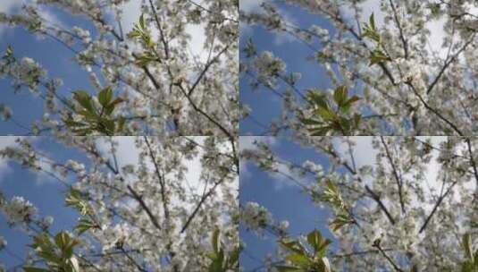 绽放的白色樱花 (2)高清在线视频素材下载