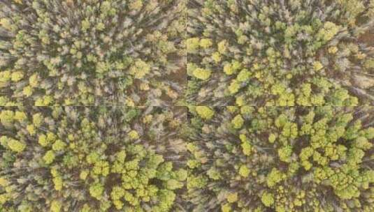 航拍大兴安岭秋季鎏金的密林高清在线视频素材下载