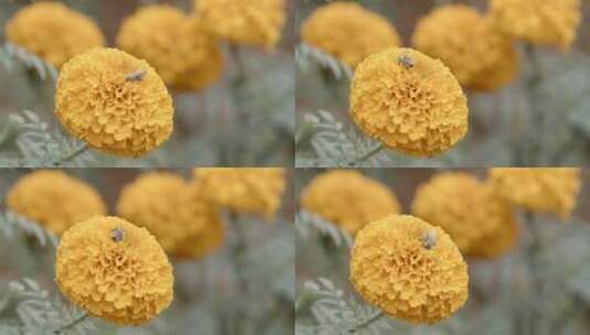 蜜蜂在万亩花海采摘万寿菊高清在线视频素材下载