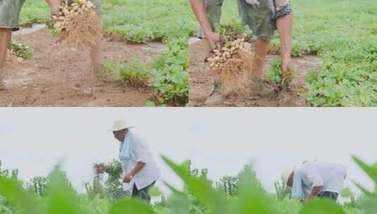 花生丰收高清在线视频素材下载