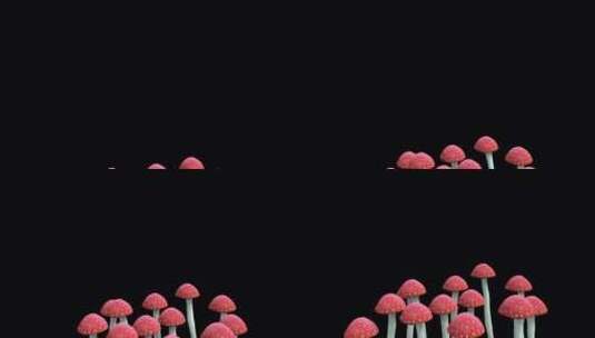 蘑菇的生长高清在线视频素材下载