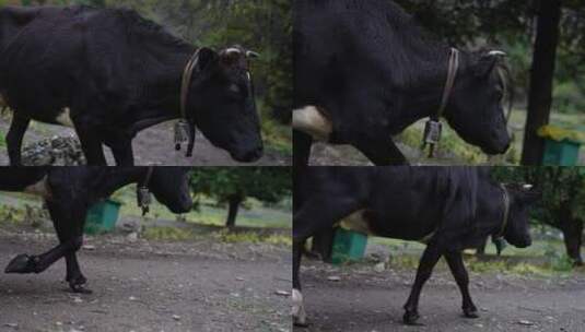 雨崩村骡子高清在线视频素材下载