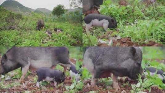 土猪野外吃草山里农村猪高清在线视频素材下载