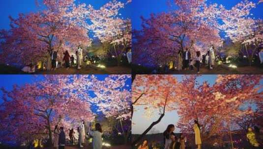 武汉东湖樱花园傍晚樱花树下的游客高清在线视频素材下载