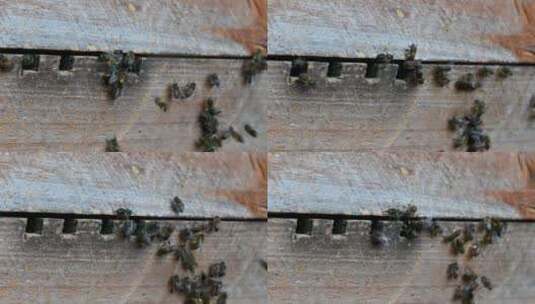 辛勤劳动的蜜蜂采蜜进出蜂箱高清在线视频素材下载