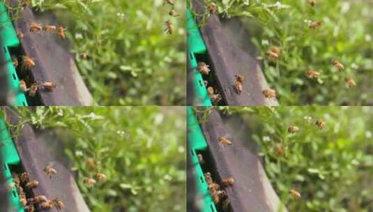 特写慢镜头春天的蜜蜂高清在线视频素材下载