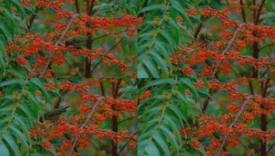 绣眼鸟 小鸟停在树枝上 采花 吃花蜜高清在线视频素材下载