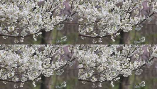 春季，济南五龙潭樱花等植物盛开随风飘落高清在线视频素材下载