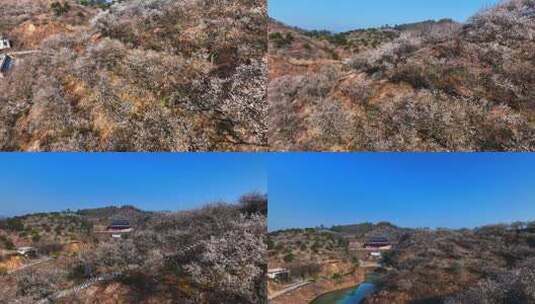 浙江湖州春日梅花梅园铁佛寺近景高清在线视频素材下载