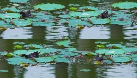 荷塘里的水鸭在觅食D高清在线视频素材下载