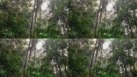 雨天登山山林起雾镜头高清在线视频素材下载