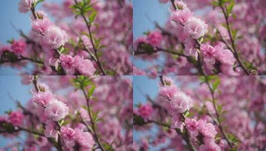 春暖花开高清在线视频素材下载