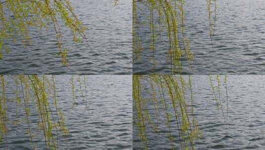 春天湖边的柳树柳枝随风摇曳焕发活力高清在线视频素材下载