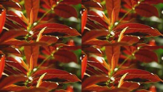 观叶植物红背桂花G高清在线视频素材下载