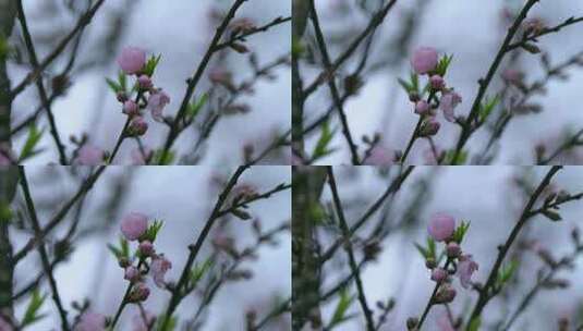 桃花桃花林桃花源高清在线视频素材下载