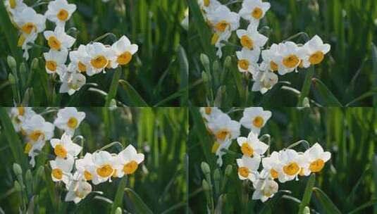 春天阳光下盛开的水仙花高清在线视频素材下载