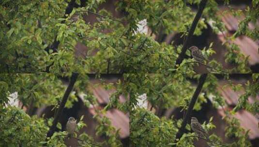 雨天小鸟麻雀站在枝头高清在线视频素材下载