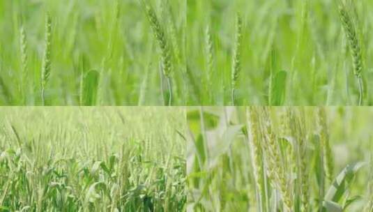 小麦 水稻 绿色小麦  农业 粮食高清在线视频素材下载