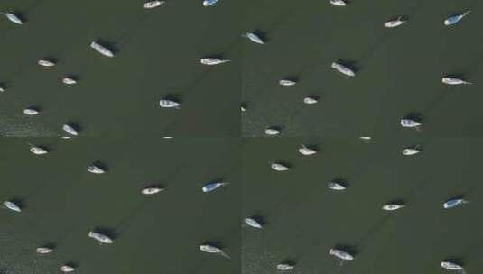 澳大利亚悉尼湾停泊船只的俯视图高清在线视频素材下载