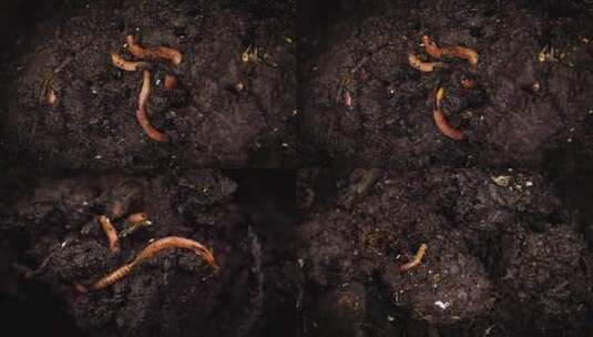 怕虫谨慎观看！鱼儿的食物，泥土中的蚯蚓高清在线视频素材下载