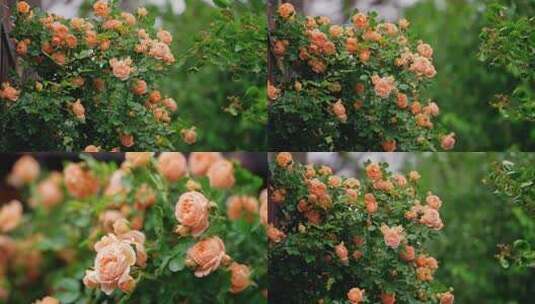 浪漫唯美黄色蔷薇花月季花高清在线视频素材下载
