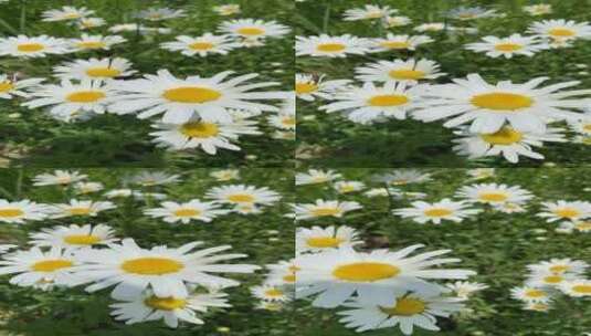 济南华山风景区，河边的小雏菊绽放高清在线视频素材下载