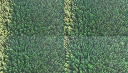 松树林俯拍树林航拍森林绿色植被山间林地高清在线视频素材下载