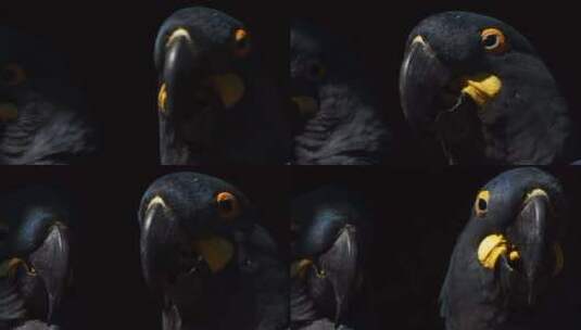 李尔王蓝色金刚鹦鹉呼吸的特写镜头，背景是另一只，巴伊的桑德索顿墙高清在线视频素材下载