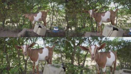 一只山羊在一个乡村慢动作吃东西的电影镜头。一个N的志愿农场项目高清在线视频素材下载