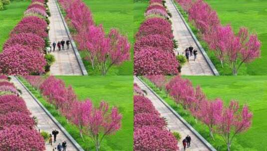 航拍宜昌夷陵广场鲜花步道高清在线视频素材下载