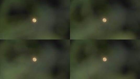 树叶月亮十五中秋月亮赏月满月圆月树林月亮高清在线视频素材下载