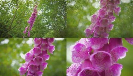 紫色的花朵从远到近特写高清在线视频素材下载