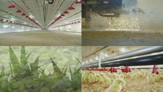 现代化养殖养鸡场实景拍摄视频素材高清在线视频素材下载