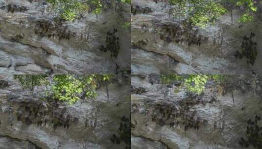 野生蜂蜜岩洞口蜂窝高清在线视频素材下载