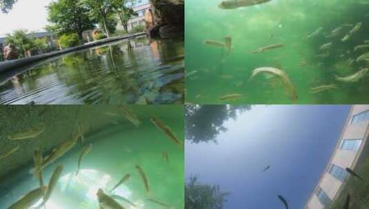 水下鱼群 水里的鱼儿 水下拍摄高清在线视频素材下载