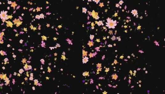 透明通道鲜花花朵粒子镜头叠加素材高清在线视频素材下载