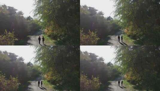 一对情侣散步在林荫道上高清在线视频素材下载