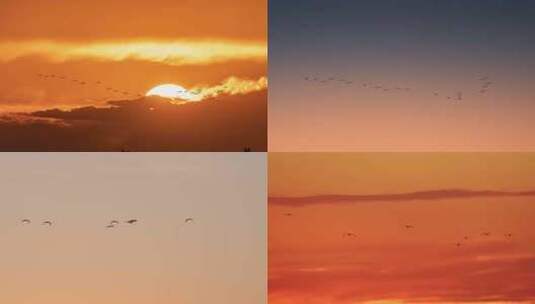 黄昏天空飞鸟候鸟群飞高清在线视频素材下载