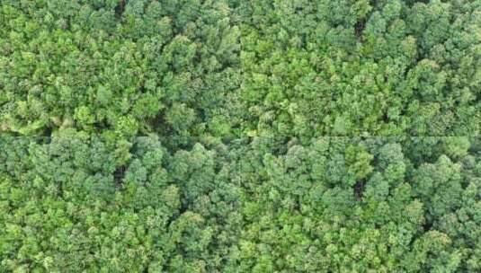 松树林俯拍树林航拍森林绿色植被山间林地高清在线视频素材下载