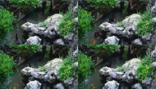 古典园林南京夫子庙瞻园中式园林庭院的风光高清在线视频素材下载