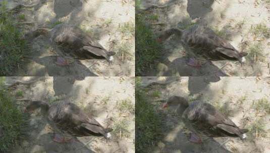 大雁栖息在北京奥林匹克森林公园高清在线视频素材下载