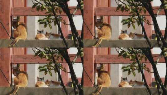 春天中午公园里的流浪猫橘猫高清在线视频素材下载