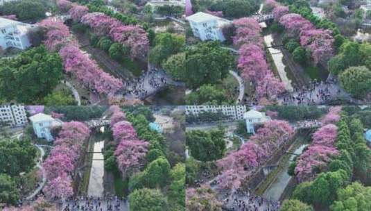 中国广东省广州市从化区华软异木棉高清在线视频素材下载